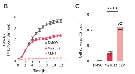 【白皮书】小分子抑制剂:解锁iPSC的新潜能
