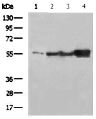 Vimentin mouse monoclonal anti