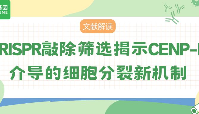 CRISPR-Cas9筛选发现CENP-E对细胞分裂的新影响