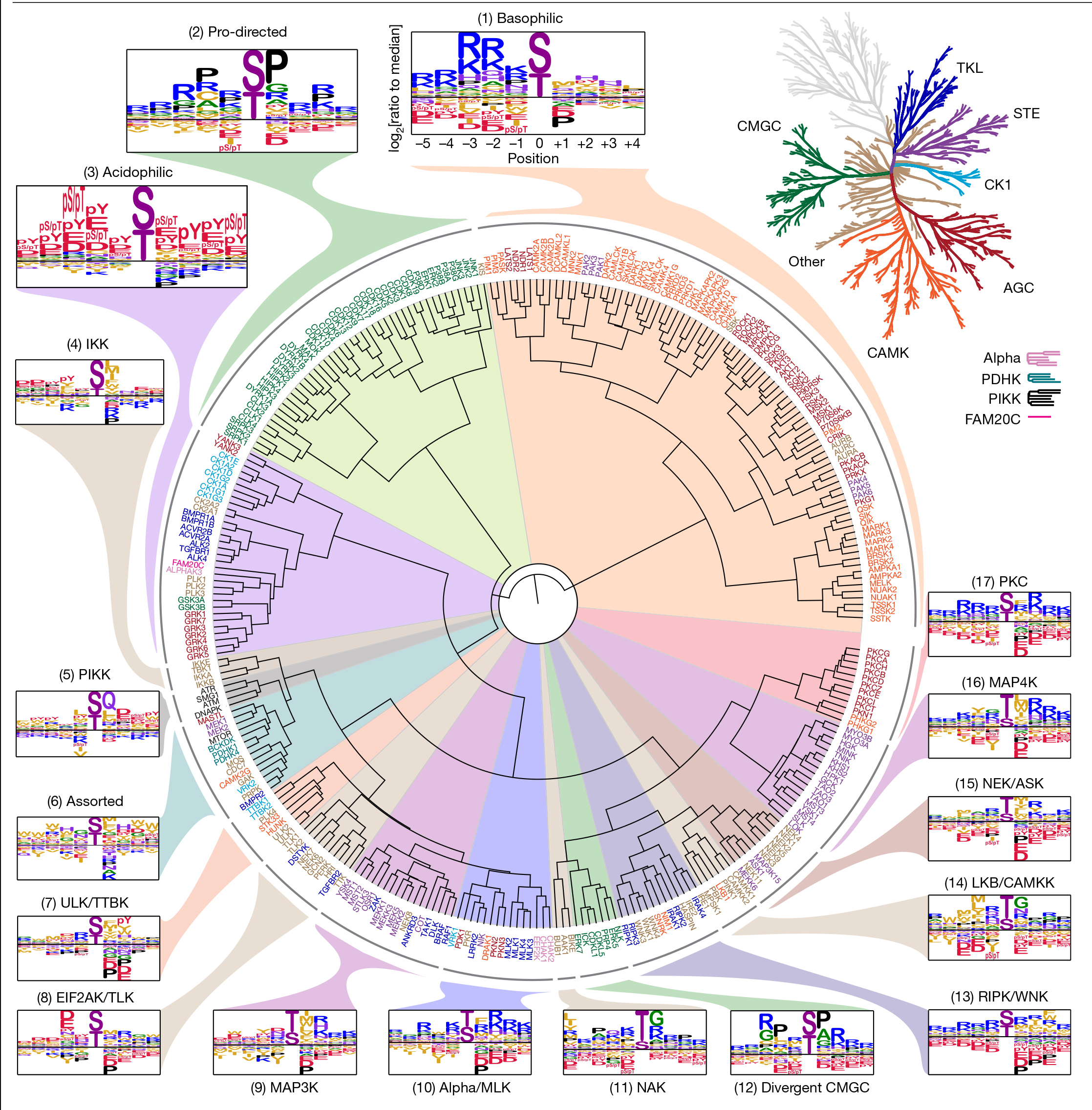 “科学突破奖”获得者连续两篇Nature，成功绘制人类主要激酶底物特异性图谱