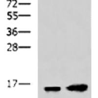 LC3A mouse monoclonal antibody