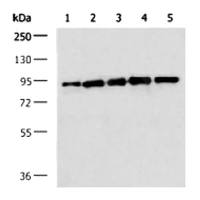 STAT3 mouse monoclonal antibody