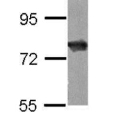 HSC70 mouse monoclonal antibody