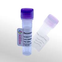 Wissen 抗人CD28单克隆抗体 CD28 mAb CT-175A 500ug