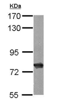 HSC70 mouse monoclonal antibod