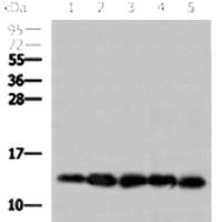 Cytochrome C mouse monoclonal antibody
