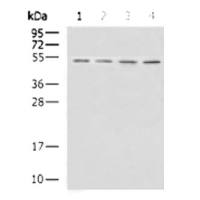 CBARA1 mouse monoclonal antibody