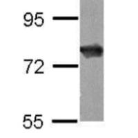 HSC70 mouse monoclonal antibody