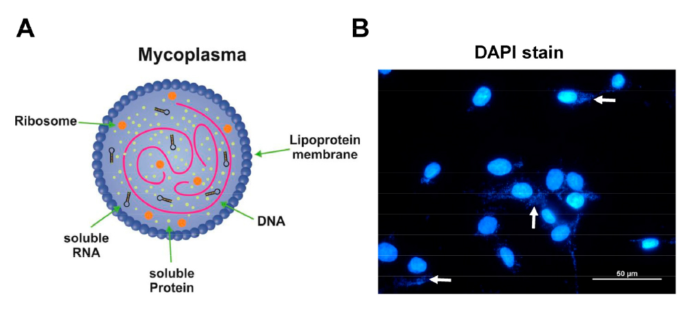 支原体“现形记”：培养、指示、PCR