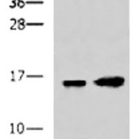 LC3A mouse monoclonal antibody