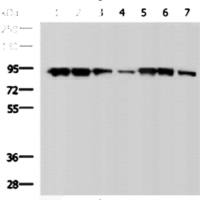 HSP90A mouse monoclonal antibody