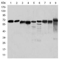 PRKAA1 mouse monoclonal antibody