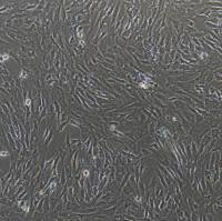 猪心肌成纤维细胞/免疫荧光鉴定/镜像绮点（Cellverse）