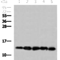 Cytochrome C mouse monoclonal antibody