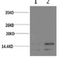 Histone H3 mouse monoclonal antibody