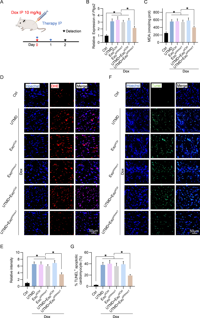 铁死亡服务 铁死亡服务