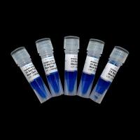 B532061-0005生工2X SanTaq PCR Mix预混液含蓝染料5×1ML Sangon