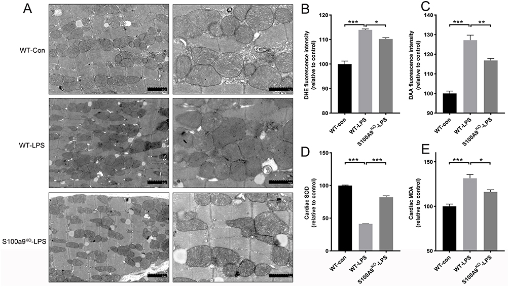 基因编辑研究聚焦PKM1、PBRM1和S100A9基因敲除