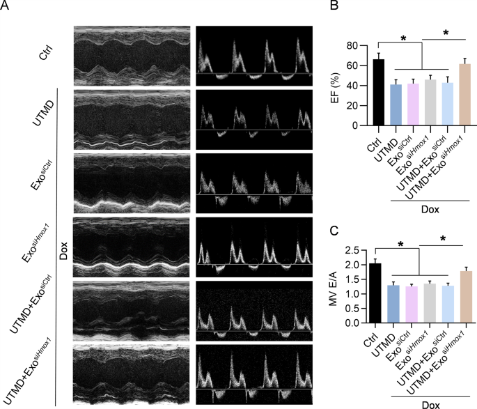 铁死亡检测服务 铁死亡检测服务