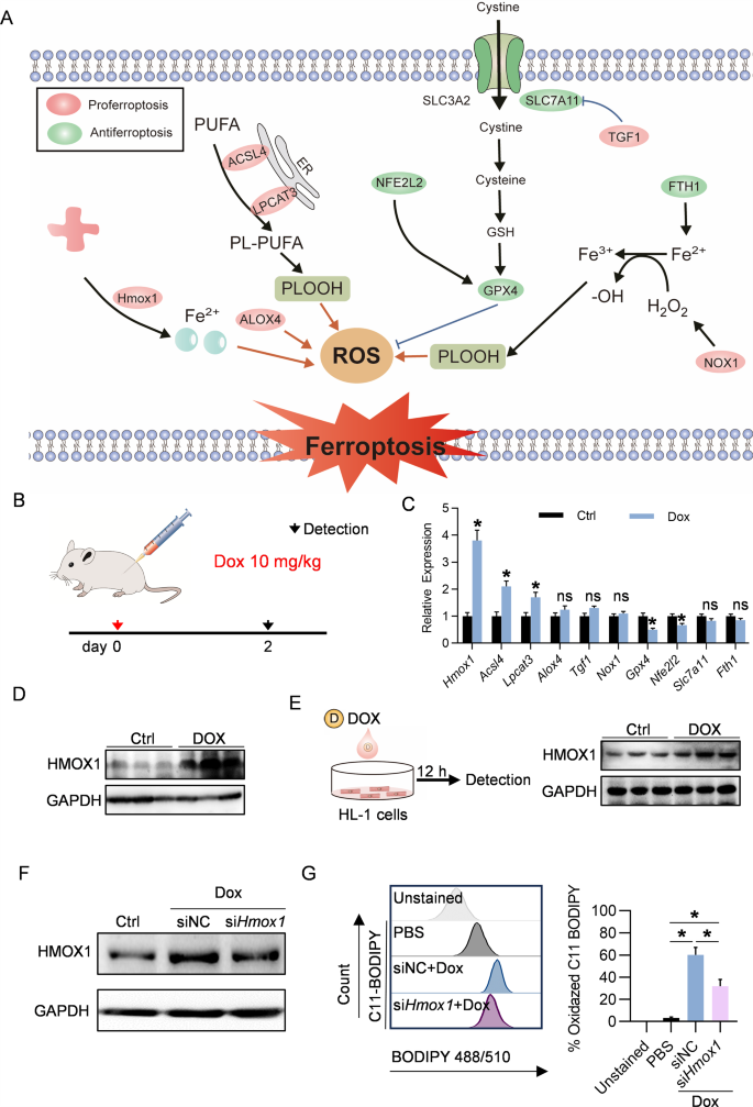 铁死亡服务 铁死亡服务