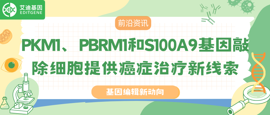 基因编辑研究聚焦PKM1、PBRM1和S100A9基因敲除