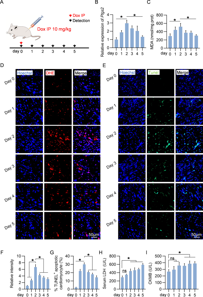 外泌体示踪 外泌体示踪