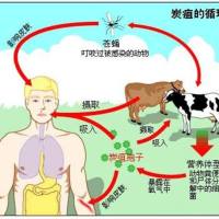炭疽杆菌抗体检测试剂（金标法）说明书