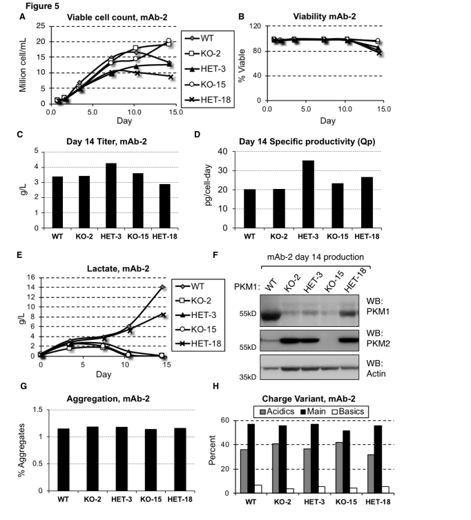 基因编辑研究聚焦PKM1、PBRM1和S100A9基因敲除