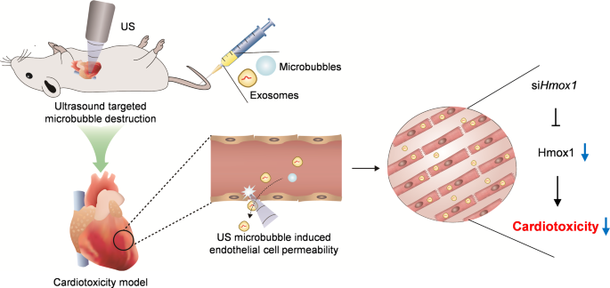 外泌体技术服务 外泌体技术服务