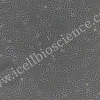 大鼠皮下微血管内皮细胞/免疫荧光鉴定/镜像绮点