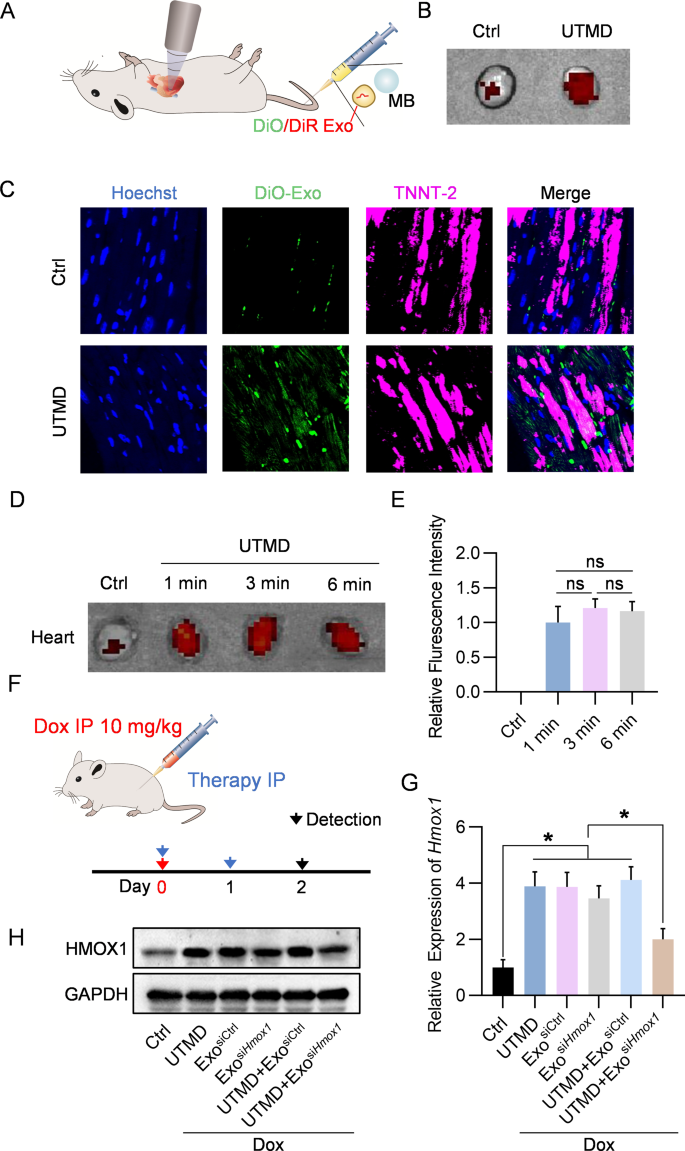 铁死亡服务 铁死亡服务