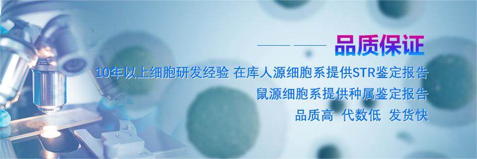 人肾透明细胞腺癌细胞786-O(STR鉴定正确)