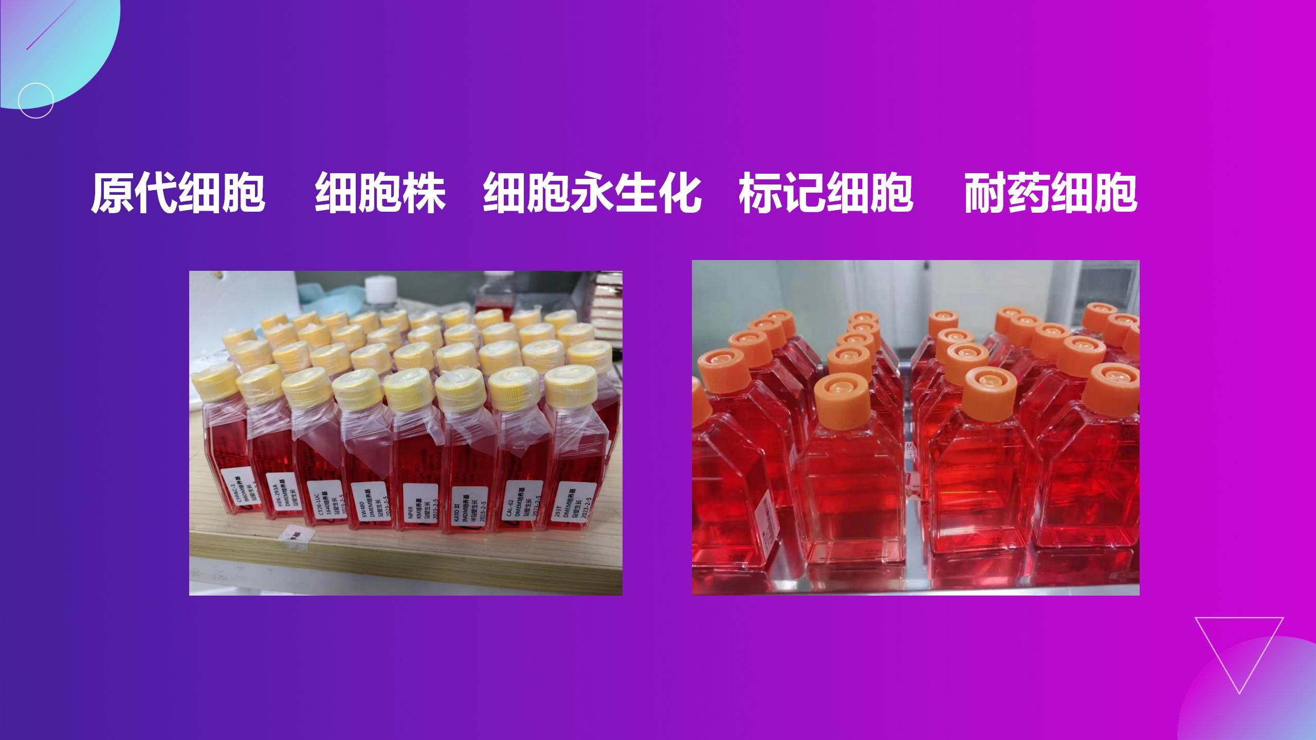 人肾透明细胞腺癌细胞786-O(STR鉴定正确)