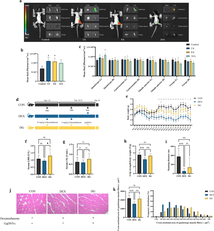 外泌体示踪 外泌体示踪