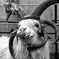 土拉热杆菌快速检测试剂(金标法)说明书