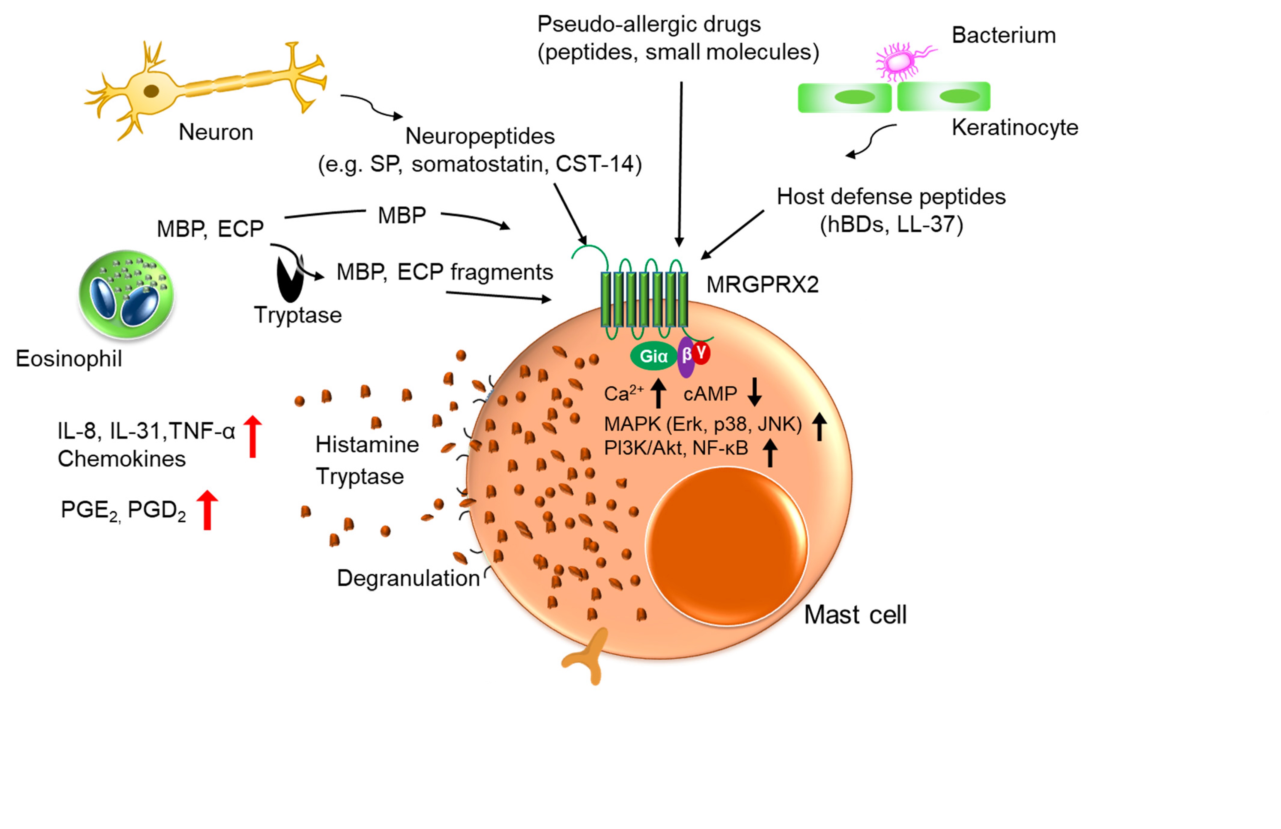 MRGPRX2：慢性疾病背后的“罪魁祸首”