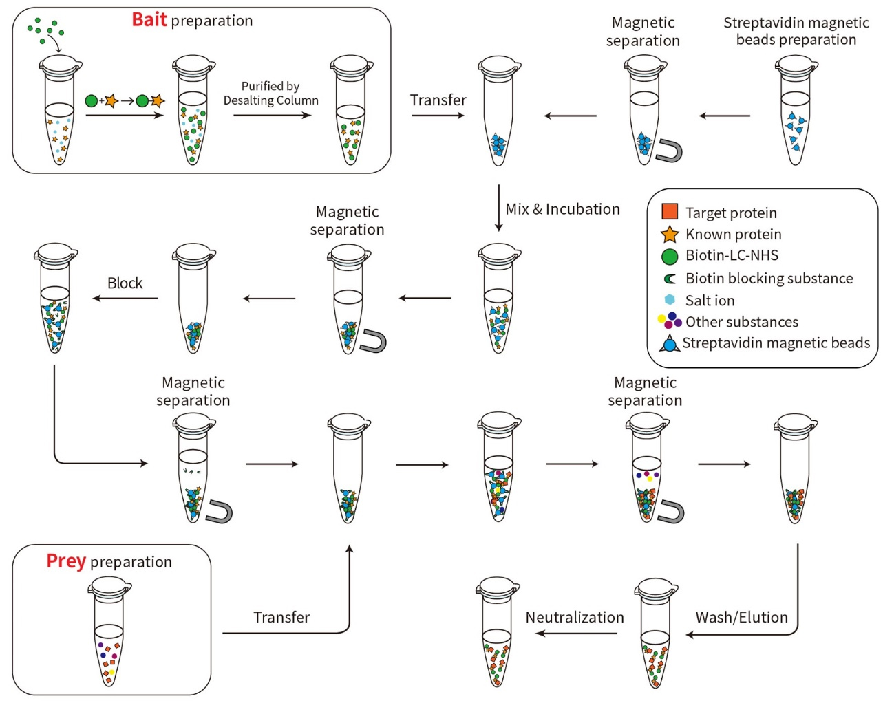 生物素标记蛋白Pull-Down试剂盒上新！