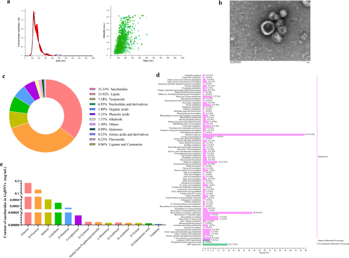 外泌体鉴定 外泌体鉴定