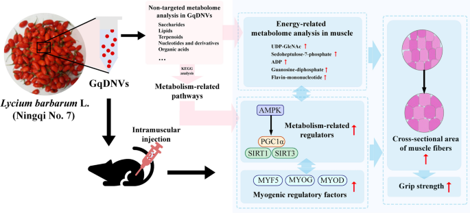 保温杯中泡枸杞，泡出10分+新思路，枸杞外泌体抗老年肌肉萎缩！