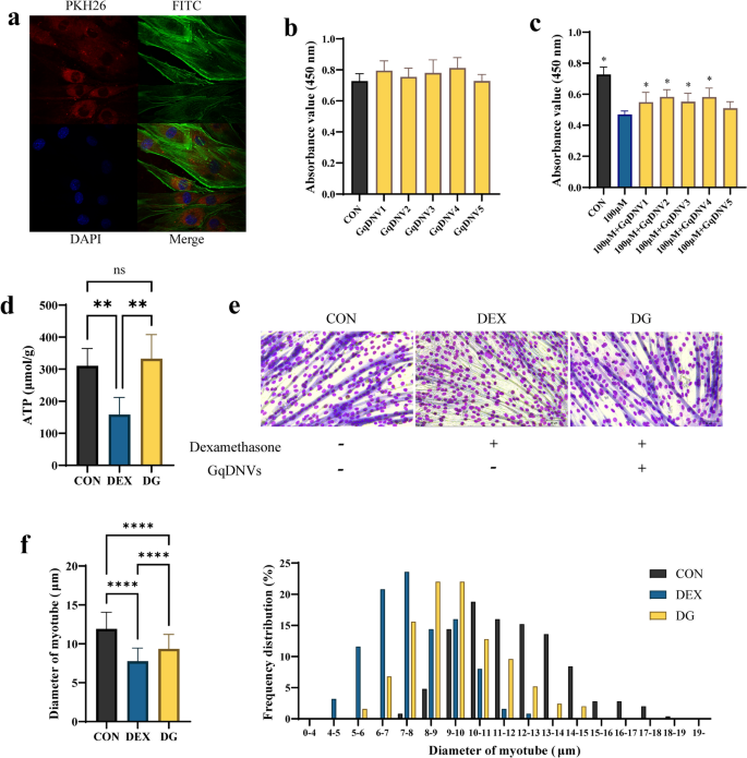 外泌体示踪 外泌体示踪