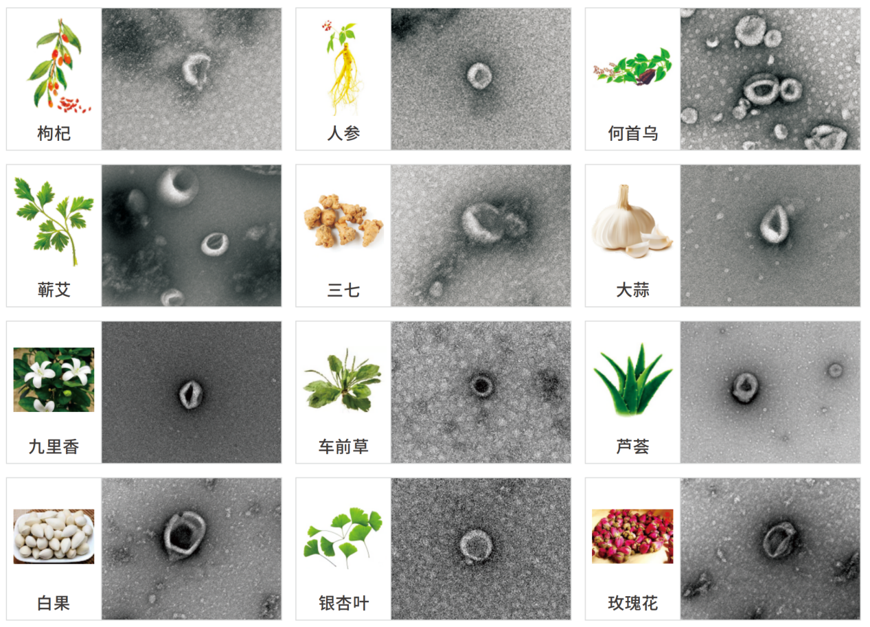 中药的现代诠释：外泌体如何革新传统医学？