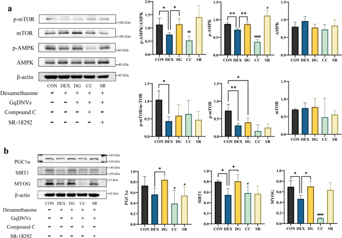 Western blot检测 Western blot检测