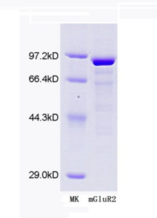 Recombinant mGluR2