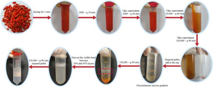 植物外泌体提取 植物外泌体提取