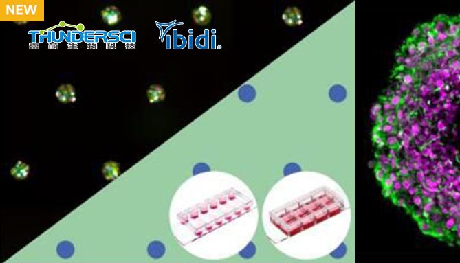 ibidi新品|球状体或类器官的专用载玻片：µ-Pattern载玻片