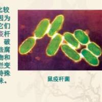 鼠 疫杆菌F1抗体检测试剂盒(金标法)