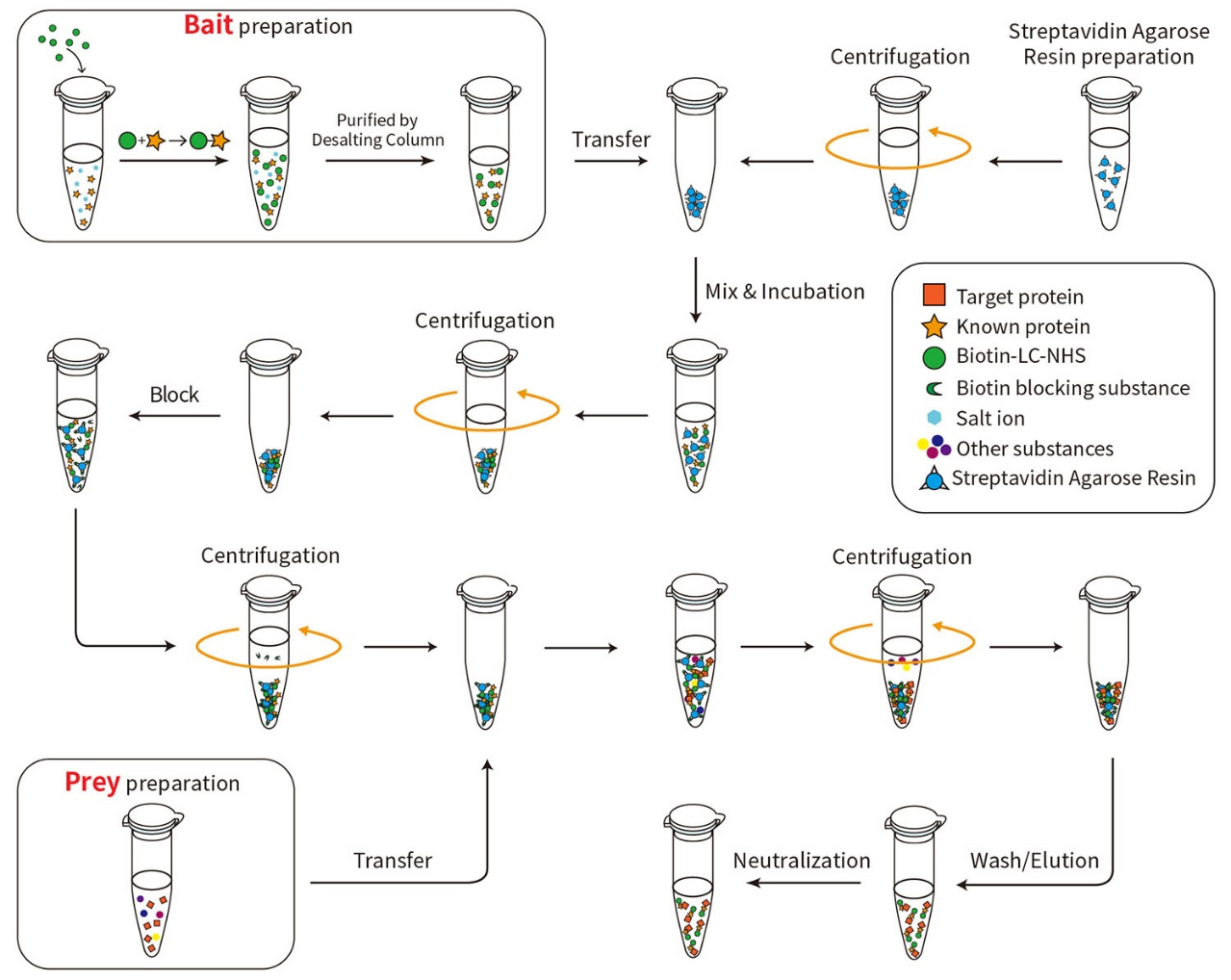 生物素标记蛋白Pull-Down试剂盒上新！