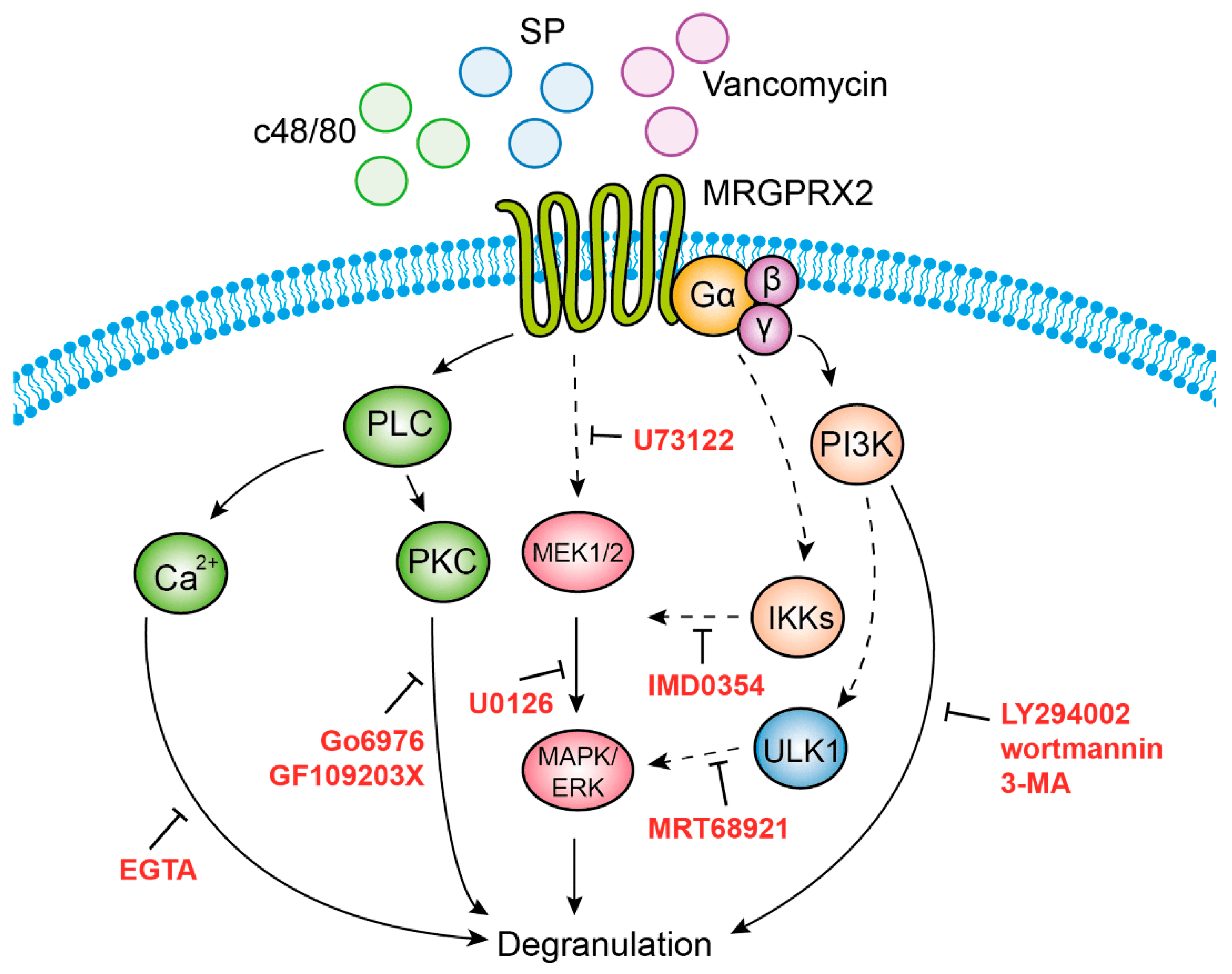 MRGPRX2：慢性疾病背后的“罪魁祸首”