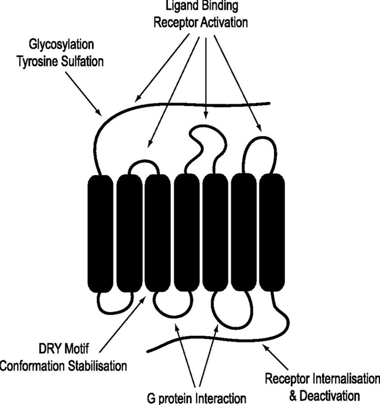 全长七次跨膜蛋白新星CCR8（VLP)登场，引领肿瘤免疫疗法革命！