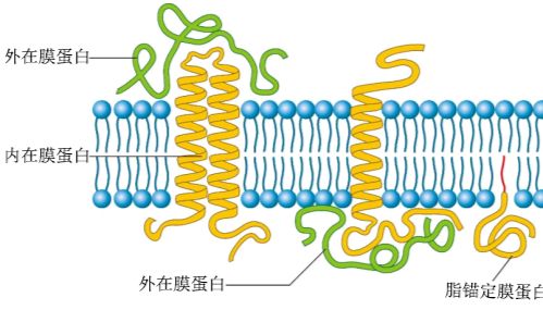 WB疑难杂症——膜蛋白